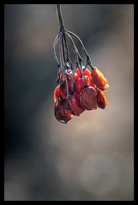 Highbush Cranberry