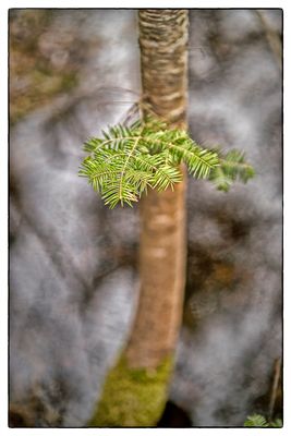 Spring Balsam