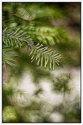 Spring Balsam