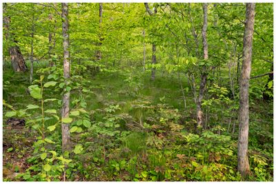 Woodland - Cave Point County Park - Wisconsin