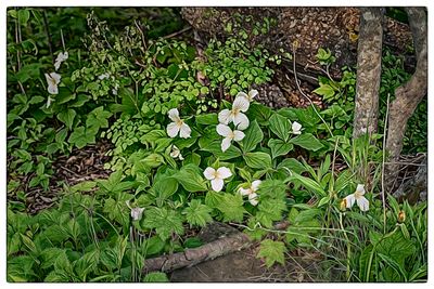 Trilliums