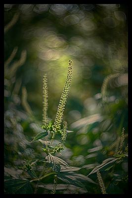 Ragweed Seedhead