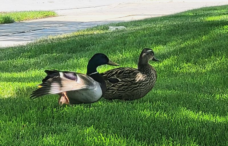 Ducks at Aplebees