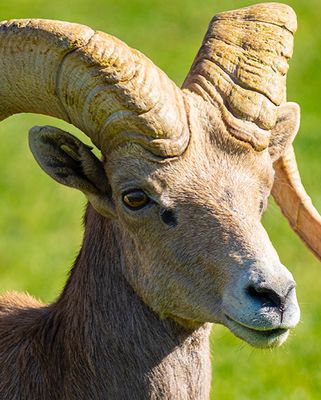 Big Horn Sheep