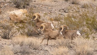 The Big Horn Sheep leaving the park.