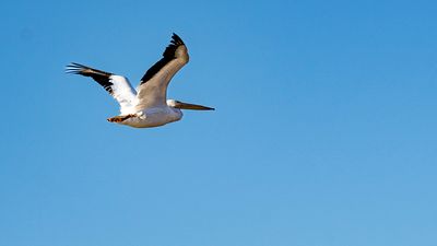 Pelican in flight.