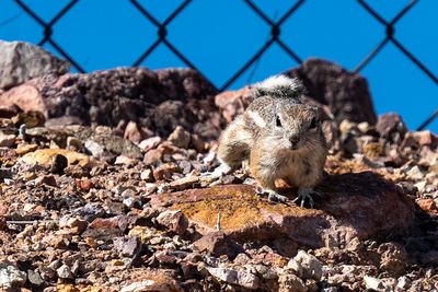 Ground squirrel at our RV site.