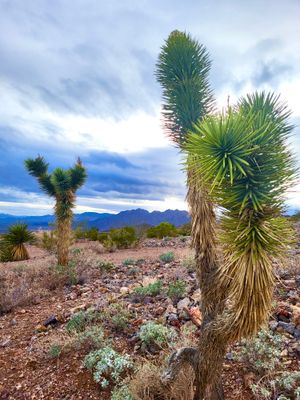 Bootleg Park, Boulder City, Nevada 