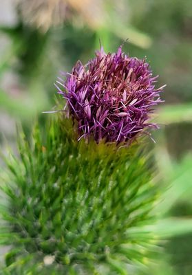 Close up of Scottish Thistle flower.