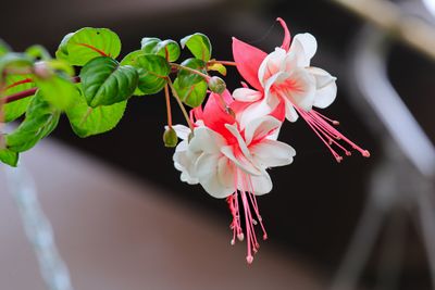 Such a pretty flower.