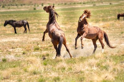Two frolicking horses.