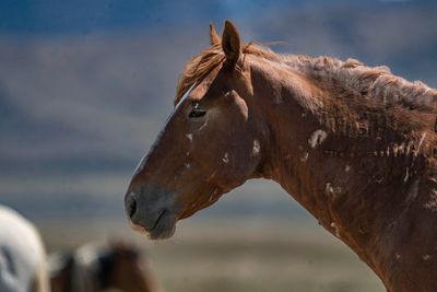Just a horse.