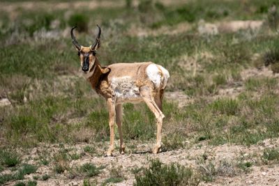 Antelope 