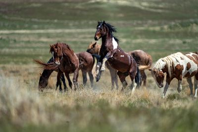Wild horses and antelope