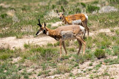 Wild horses and antelope