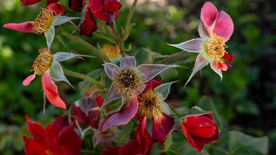 Another photo taken at the Peace Gardens.