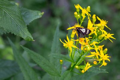 A butterfly on a flower.