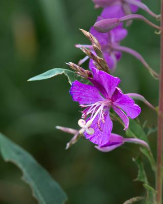 I have no idea what flower this is