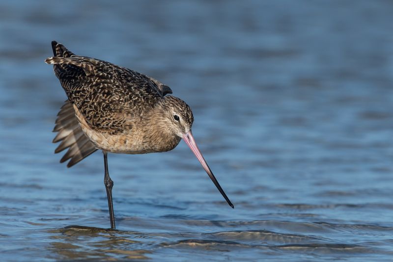 Barge marbre -- Marbled Godwit