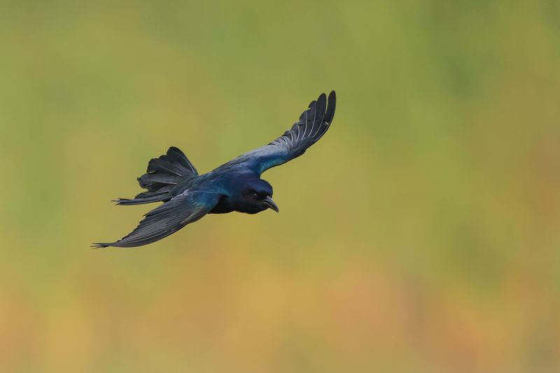 Quiscale des marais, mle -- Boat-tailed Grackle, male