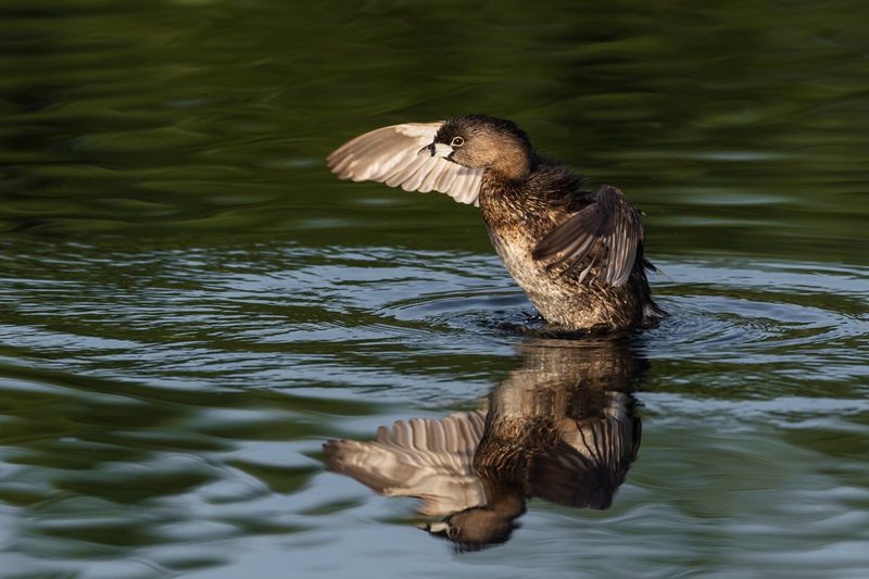 Grbe  bec bigarr  -- Pied-billed Grebe