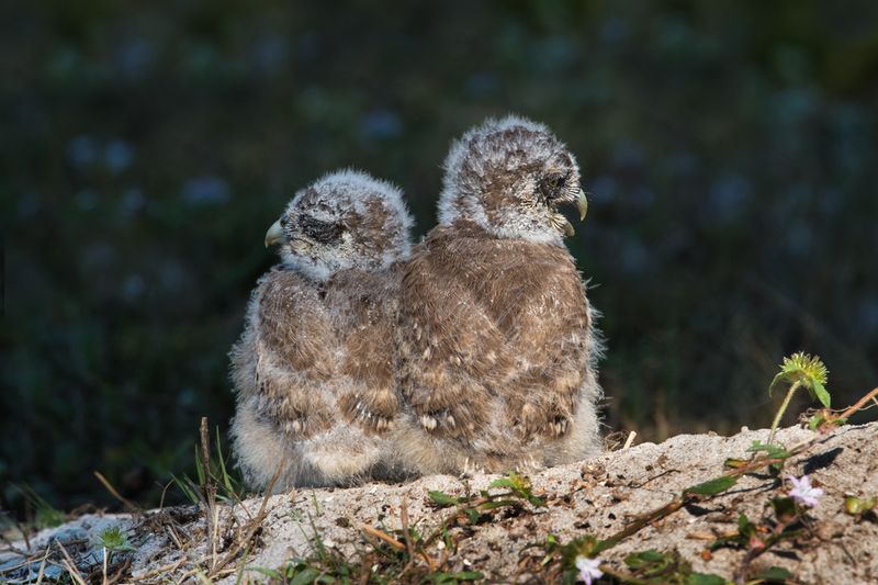 Chevche des terriers -- Burrowing Owl
