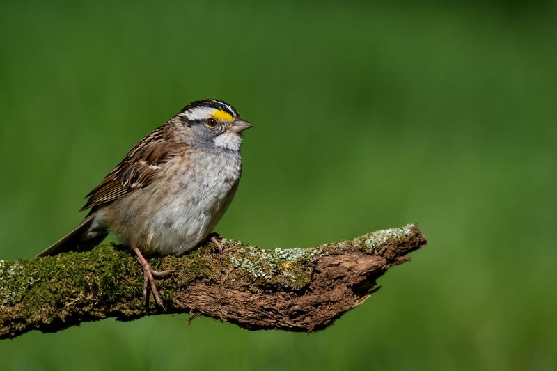 Bruant  gorge blanche -- White-Throated Sparrow