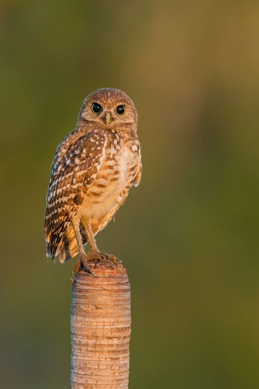 Chevche des terriers -- Burrowing Owl