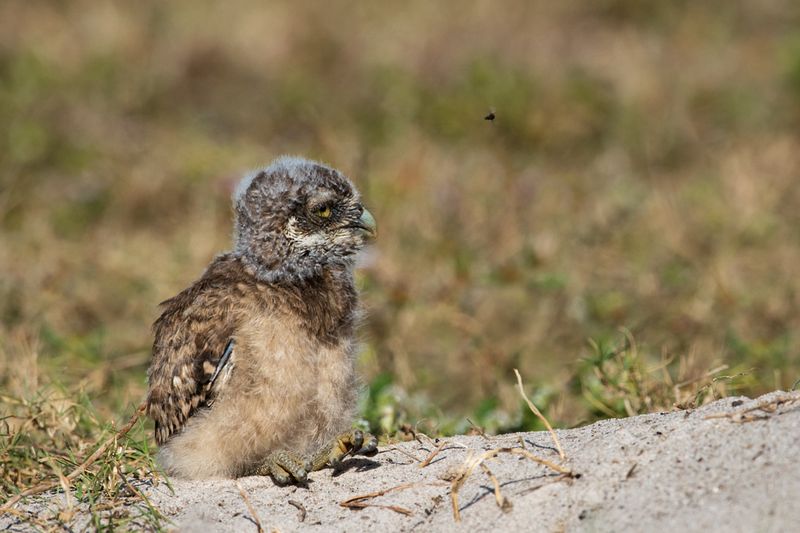 Chevche des terriers -- Burrowing Owl