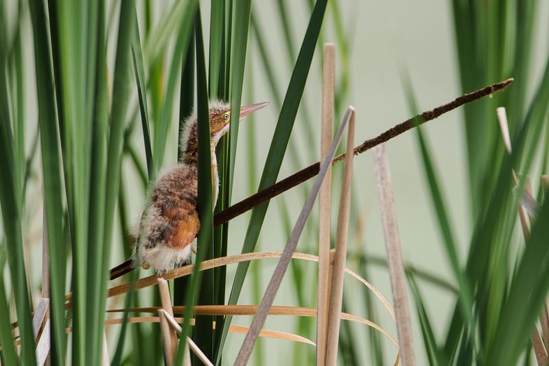 Petit blongios, bb -- Least Bittern, baby
