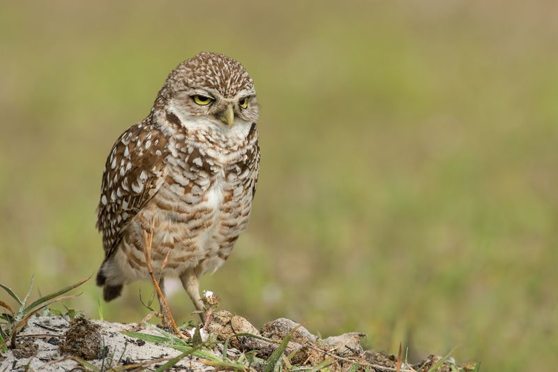 Chevche des terriers -- Burrowing Owl