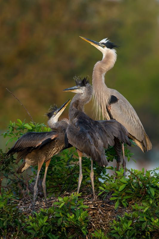 Grand hron -- Great Blue Heron