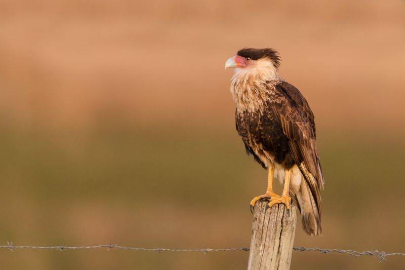 Caracara du Nord -- Crested  Caracara