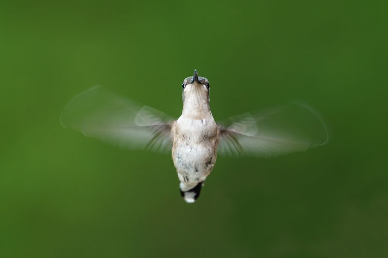 Colibri  gorge rubis -- Ruby-throated Hummingbird