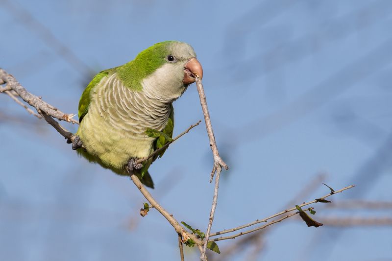 Conure veuve (Floride) -- Monk parakeet(Florida)