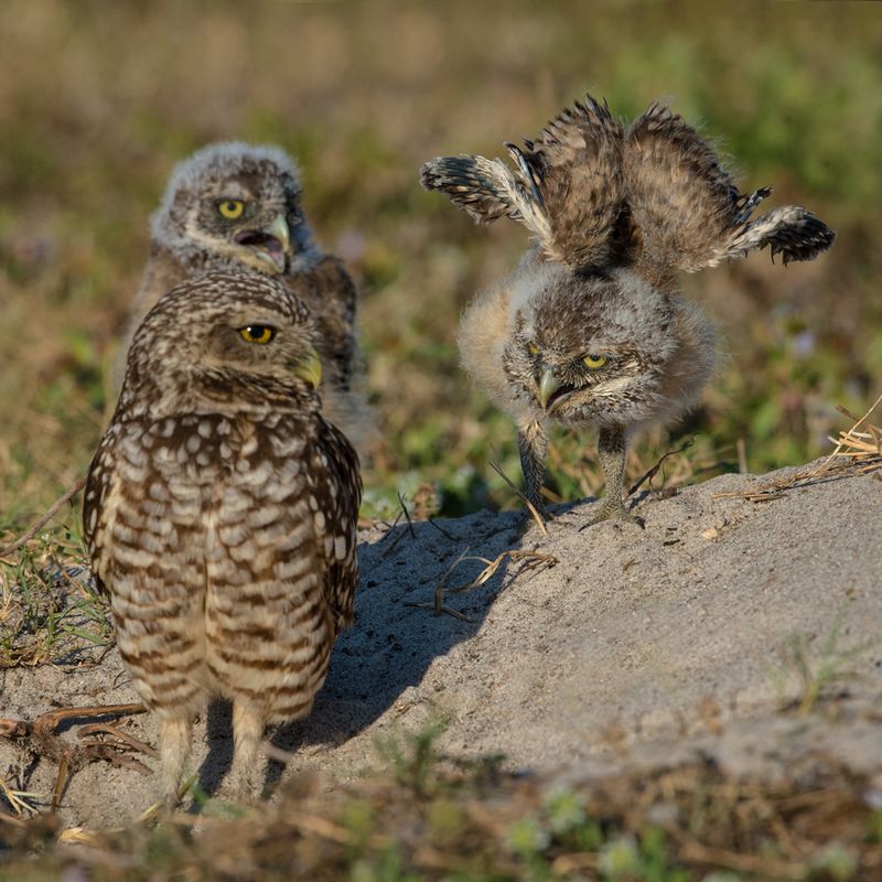 Chevche des terriers -- Burrowing Owl
