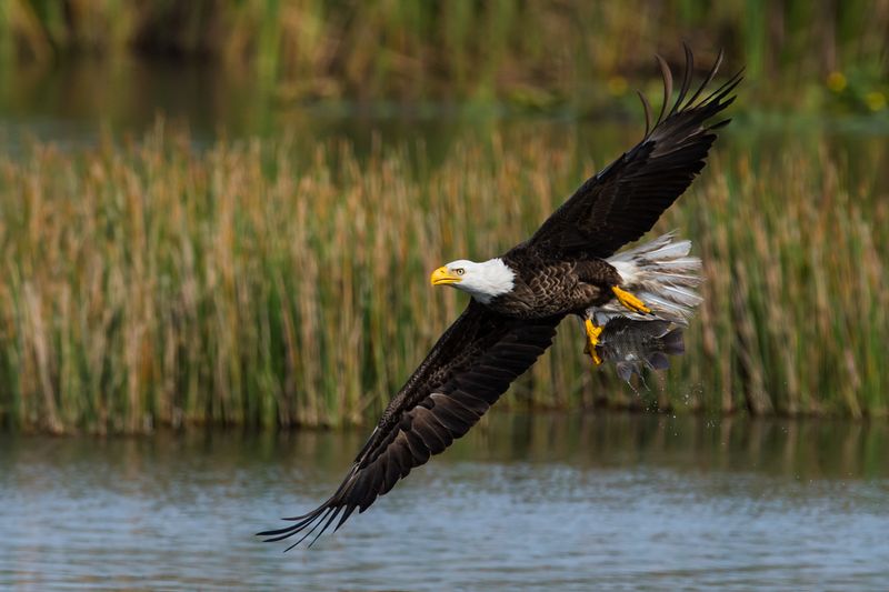 Pygargue  tte blanche --Bald Eagle