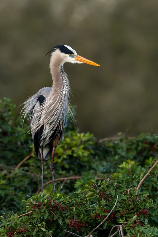 Grand hron -- Great Blue Heron