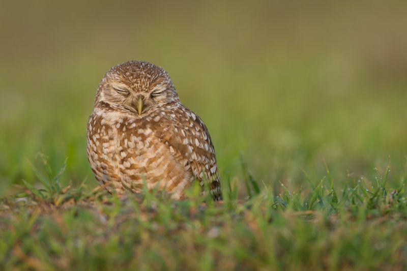Chevche des terriers -- Burrowing Owl
