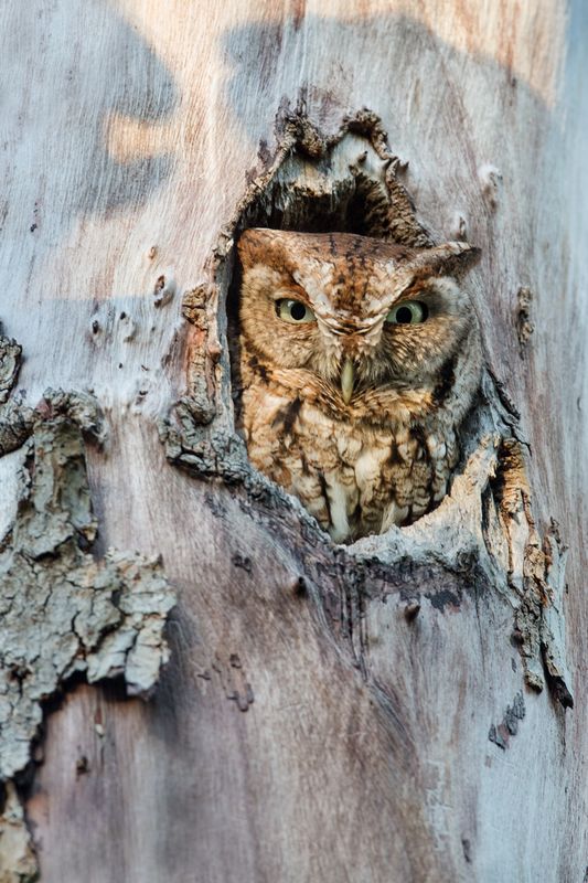 Petit-duc macul, de forme rousse -- Eastern Screech Owl, red morph