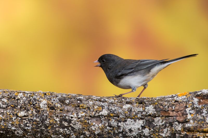 Junco ardois -- Dark-eyed Junco