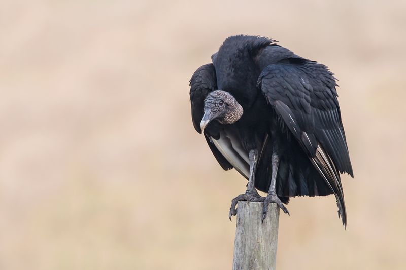 Urubu noir -- Black vulture