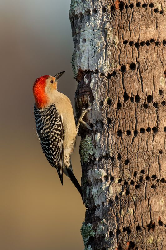 Pic  ventre roux -- Red-bellied woodpecker