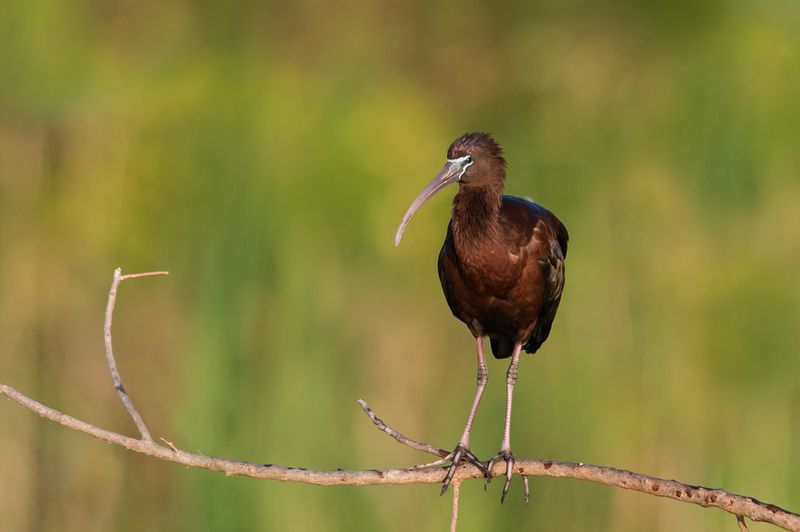 Ibis falcinelle -- Glossy ibis