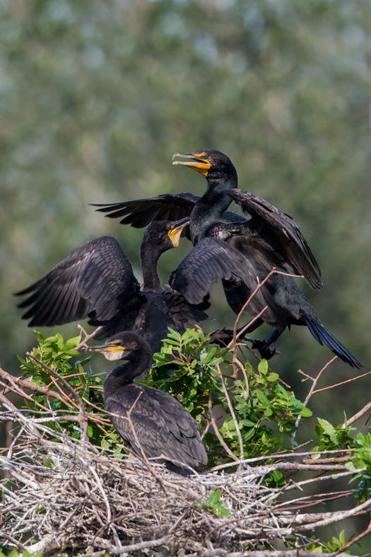 Cormoran  aigrettes -- Double-crested cormoran