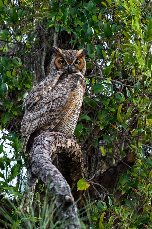 Grand-duc -- Great Horned Owl