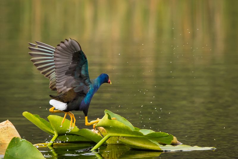 Talve violac  -- American Purple Gallinule