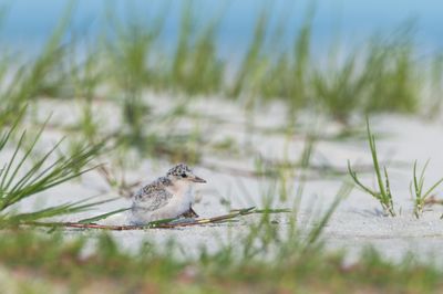 Petite sterne -- Least Tern