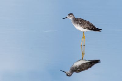 Petit chevalier -- Lesser Yellowlegs