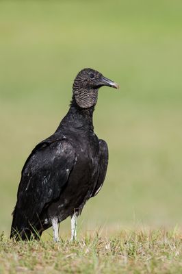 Urubu noir -- Black vulture